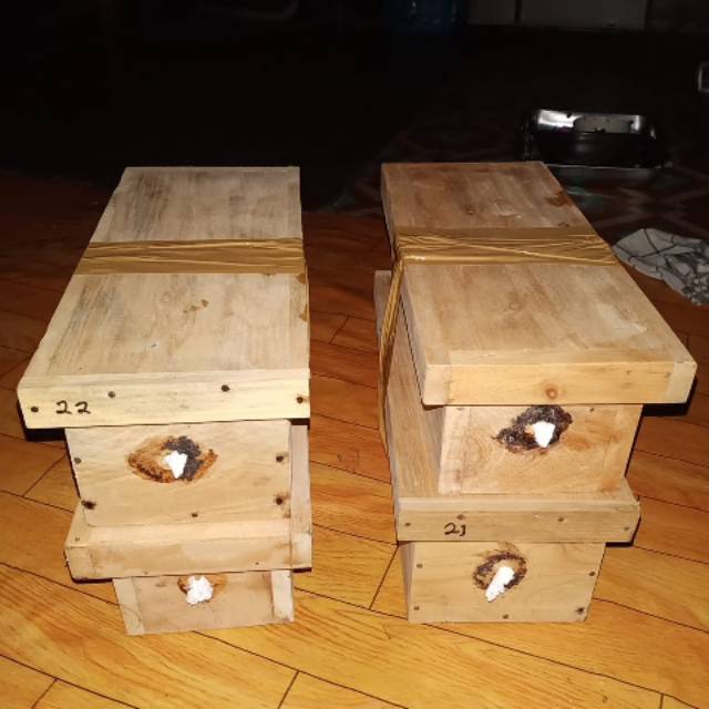 sarang lebah klanceng / trigona