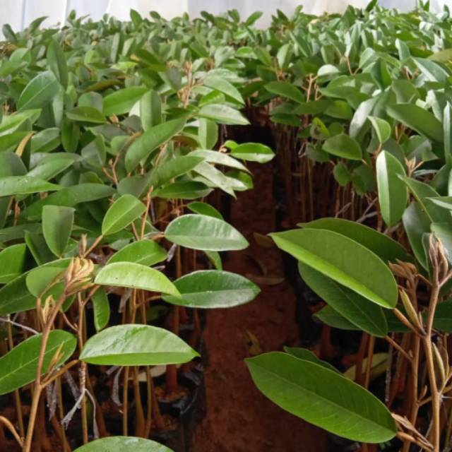 entres durian bawor etres mata tunas pucuk