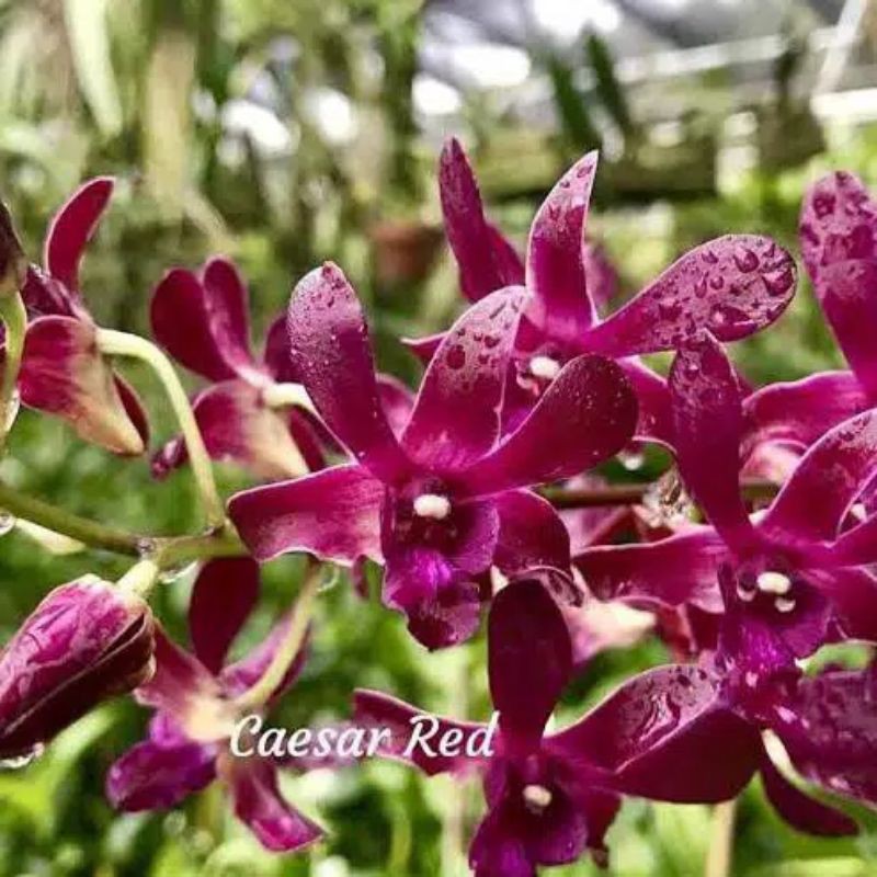 DEN. CAESAR RED