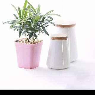  Pot  saja Pot  Kotak Pot  Sukulen Pot  Mini Pot  Kaktus  