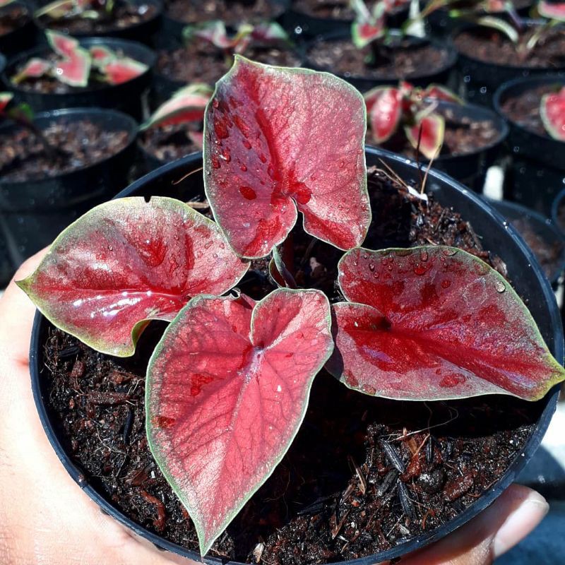 Bibit Caladium Red Jaguar Shopee Indonesia