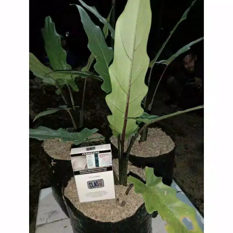 keladi keris papua jumbo induk