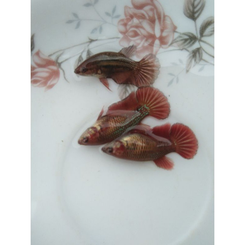 cupang female hmpk sni