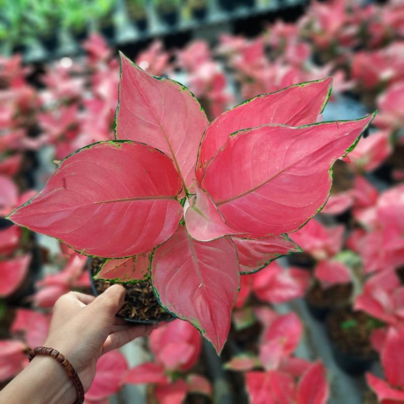 Aglonema Pink  anjamani  Aglaonema Pink anjamani  Standart 