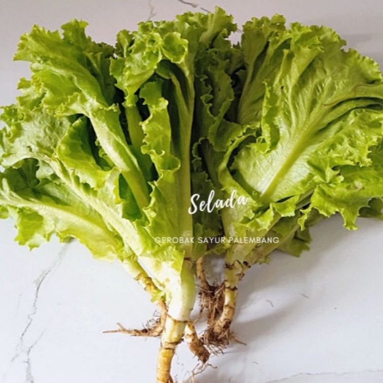 

Selada Bokor 250 gr - Gerobak Sayur Palembang