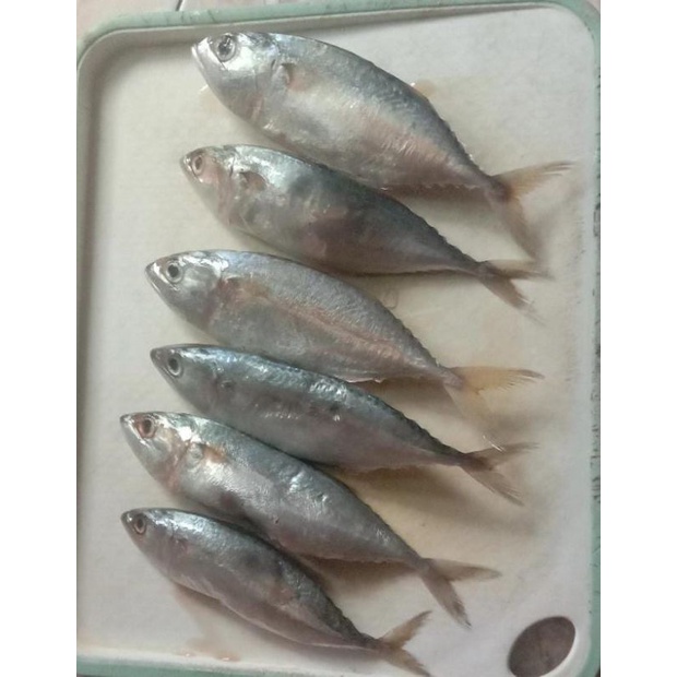 

Baby kembung 250 grm
