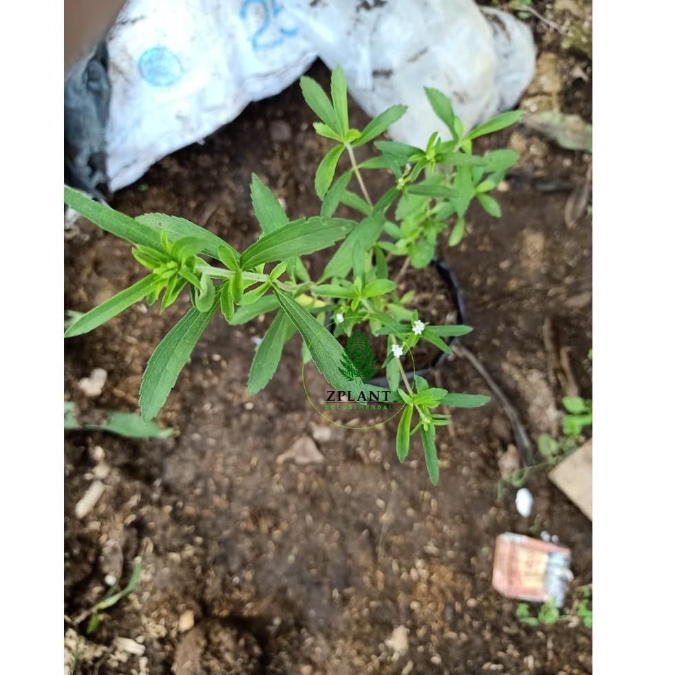 Terbaruϟ Bibit Tanaman Stevia Pohon Stevia Daun Stevia Tanaman Daun Stevia Manis Pengganti Gula Pema