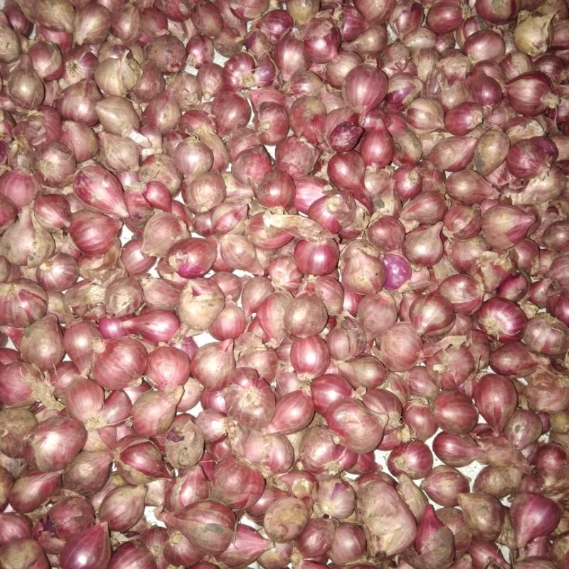 

bawang merah sedang
