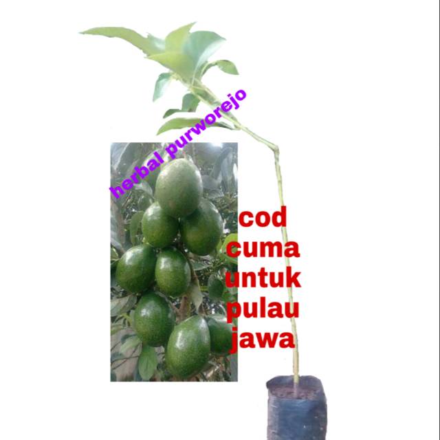 Bibit alpuka kendil okulasi cepat berbuah // alpukat okulasi // alpukat jumbo