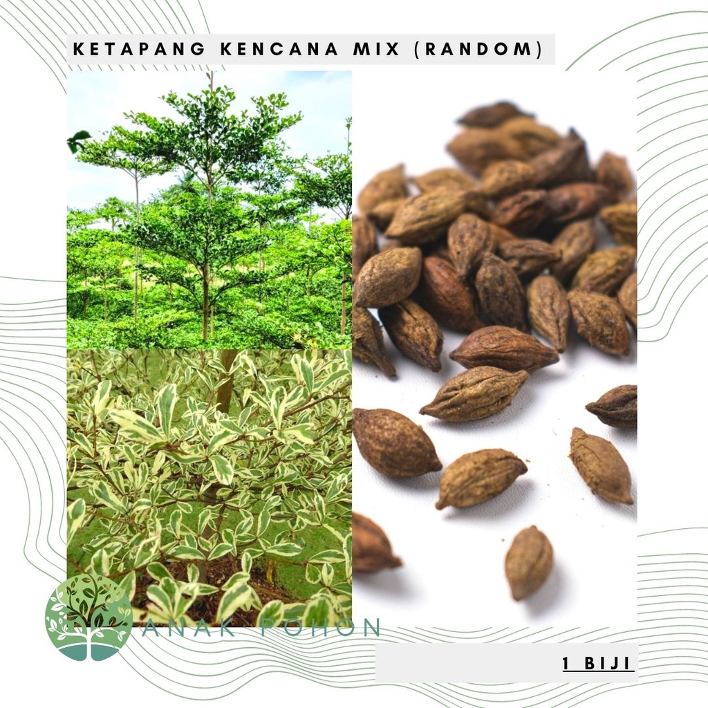 Benih Bibit Biji - Pohon Ketapang Kencana Mix (Random Variegata &amp; Hijau) Madagascar Almond Seeds