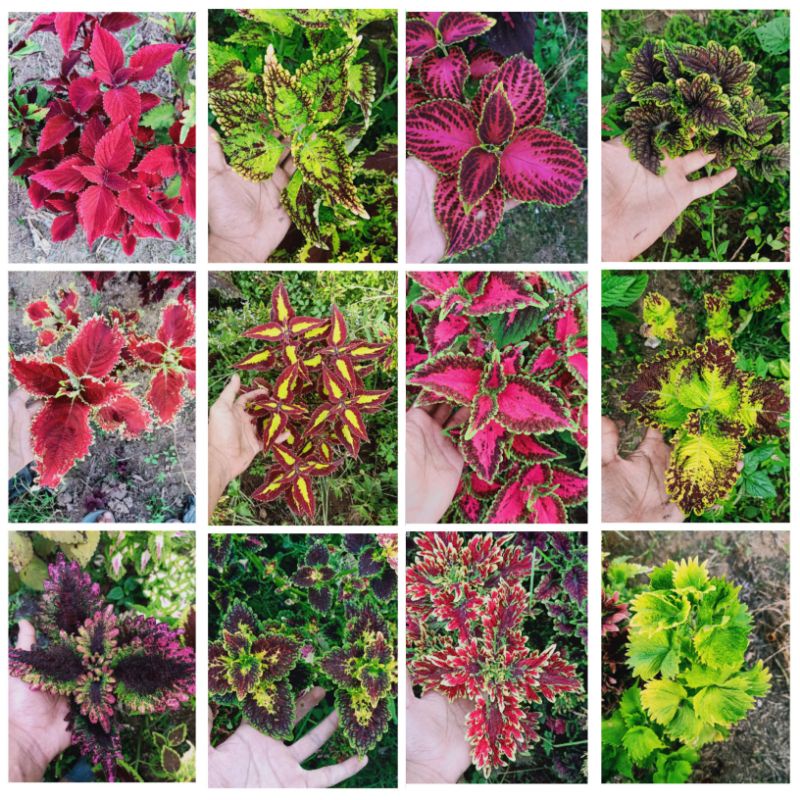 Tanaman Hias Murah 20 Jenis Miana Langka Bunga Miana Premium