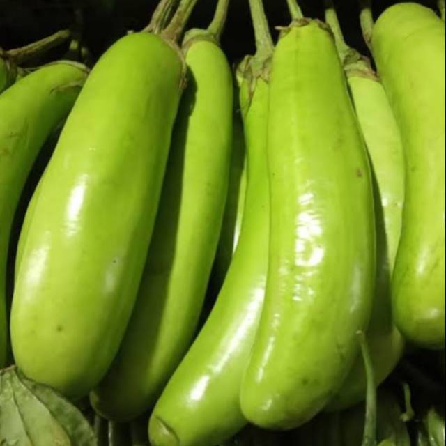 

Terlaris terong hijau panjang