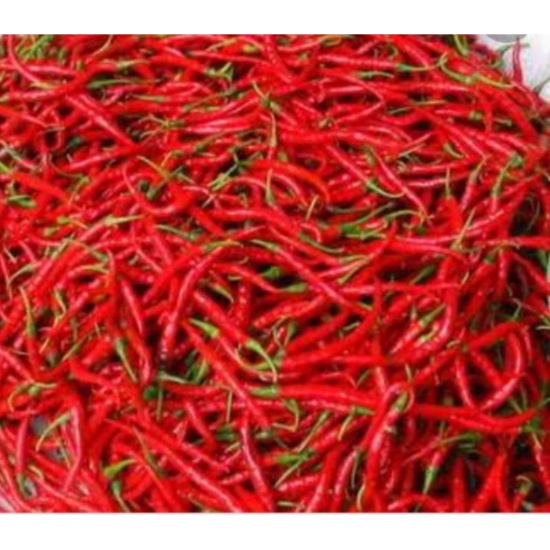 

CABE MERAH KERITING