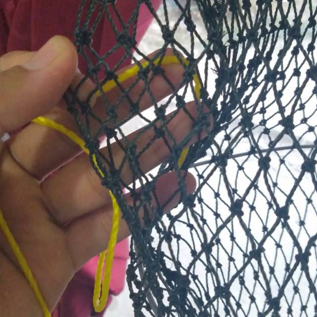 Korang/Koja, tempat ikan tebal dan kuat