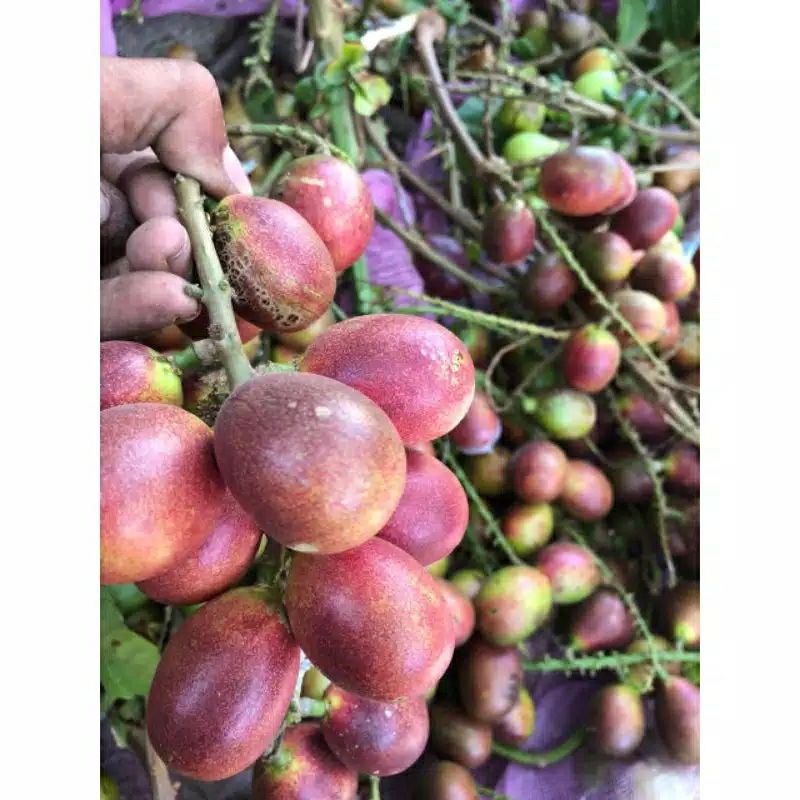 Buah Matoa 1kg