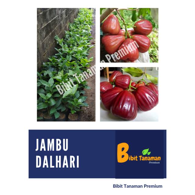 BIBIT JAMBU DALHARI/JAMBU AIR DALHARI (BIBIT TANAMAN PREMIUM)