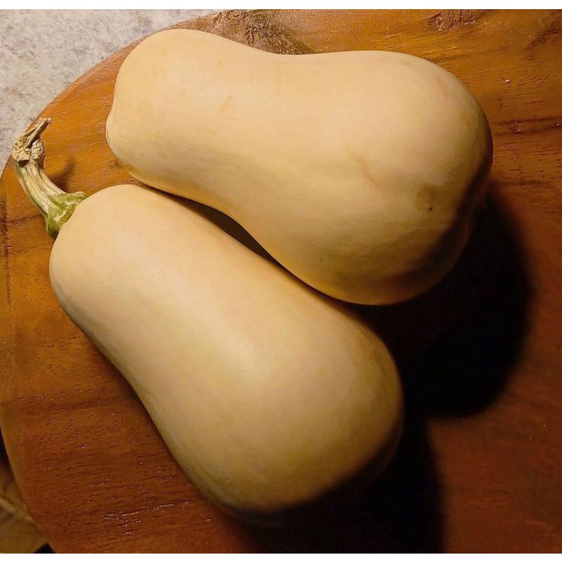 

LABU MADU // PUMPKIM F1 TERMURAH FRESH BATU MALANG Harga PERBIJI
