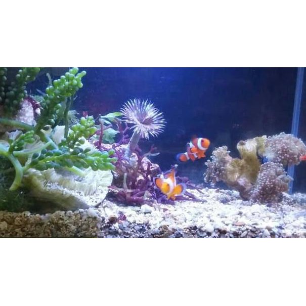 Promo Ikan Hias Laut Clown Fish Nemo Size L Shopee