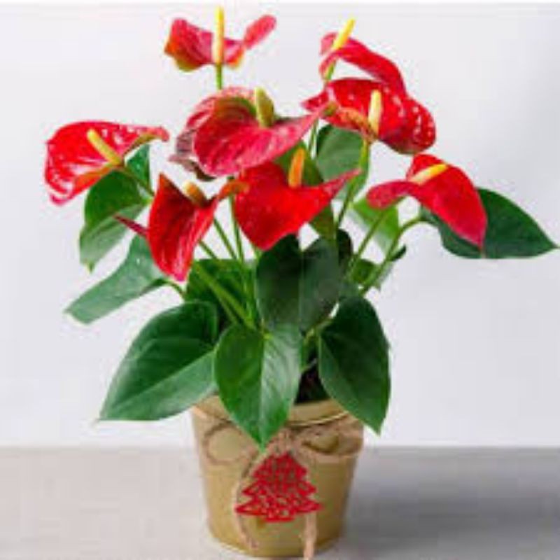 tanaman hias anthurium mickey mouse/anthurium mickey mouse bunga merah