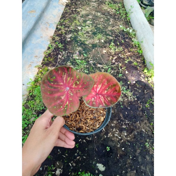 Tanaman hias Keladi Thailand series/bibit Keladi hias daun ganda/tunggal MURAH/bibit caladium/caladi