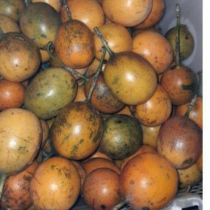 

[58] Konyal Markisa 1kg rasa manis stok terbatas [ap -923]