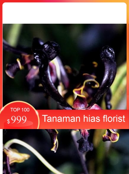 Anggrek Dendrobium Black Spider x besi remaja
