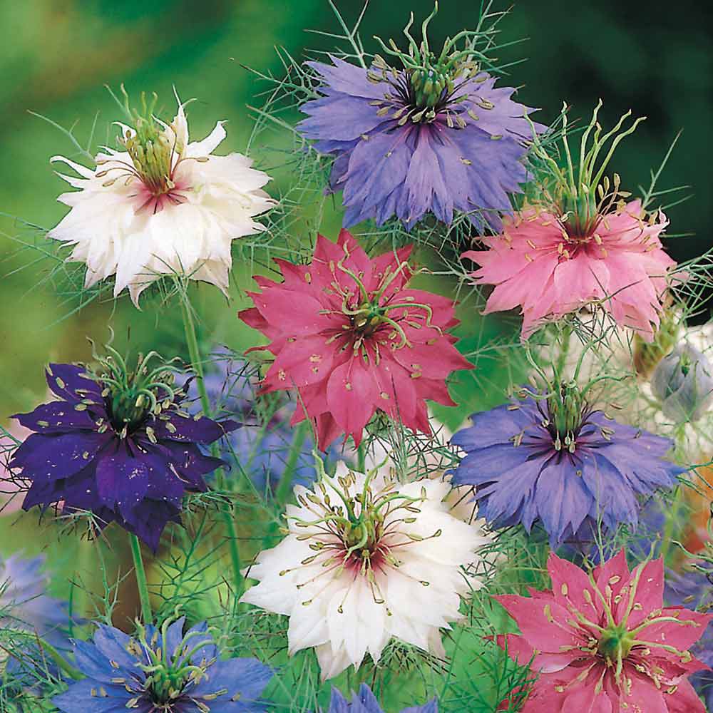 Benih Bibit Biji - Bunga Nigella Love in a Mist (Nigella damascena) Flower Seeds - IMPORT