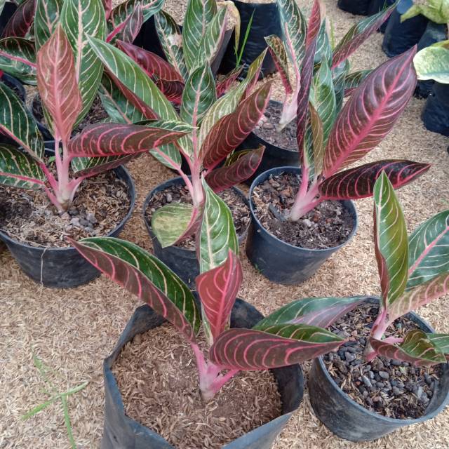 Bunga aglonema red sumatra