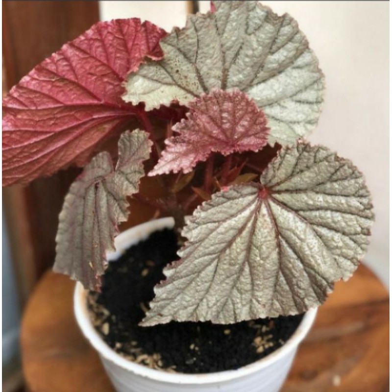 Tanaman hias bigonia silver pink - begonia silver pink