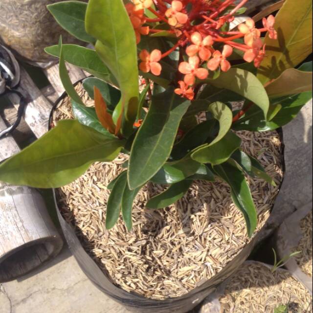 Asoka bunga orange