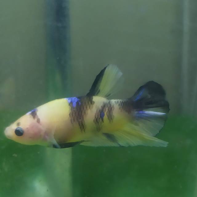 utamitrie