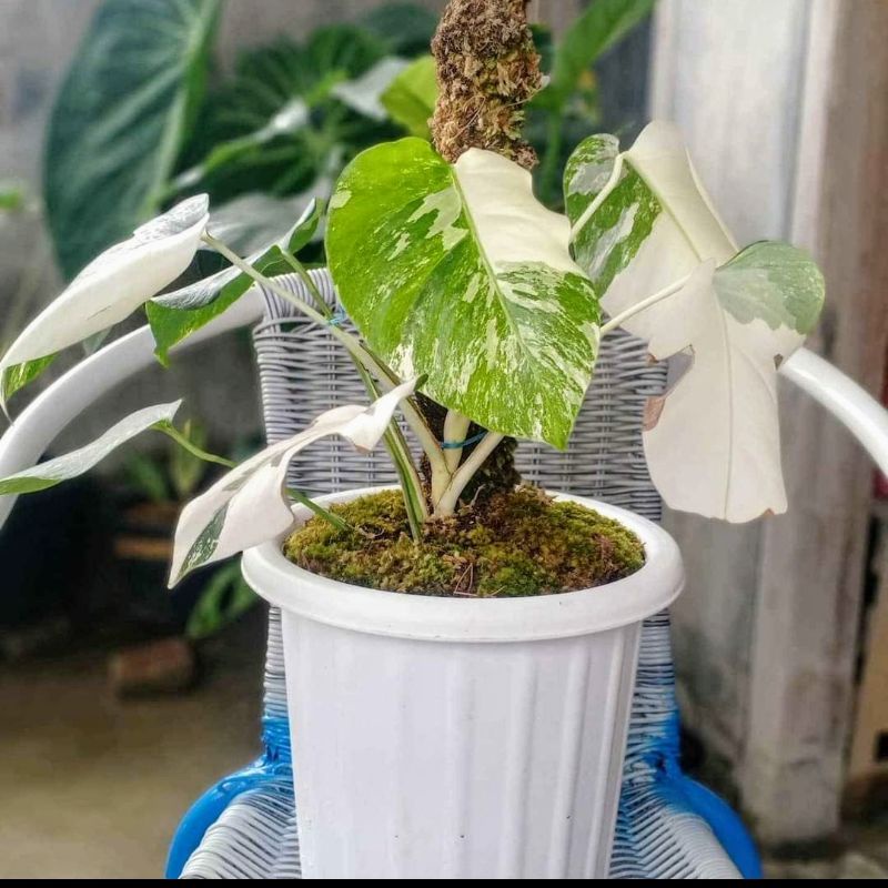 Monstera albo varigata 100% asli