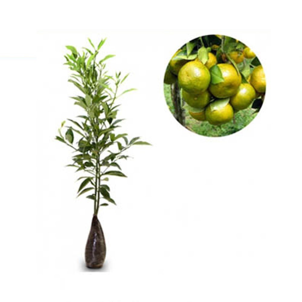 Jeruk Siam Pontianak | Shopee Indonesia