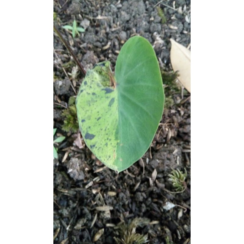 

Colocasia Mojito