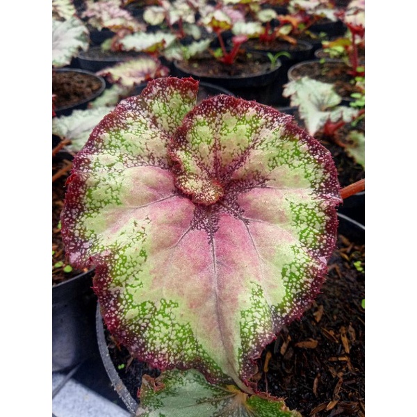 Tanaman hias bunga begonia keong merah