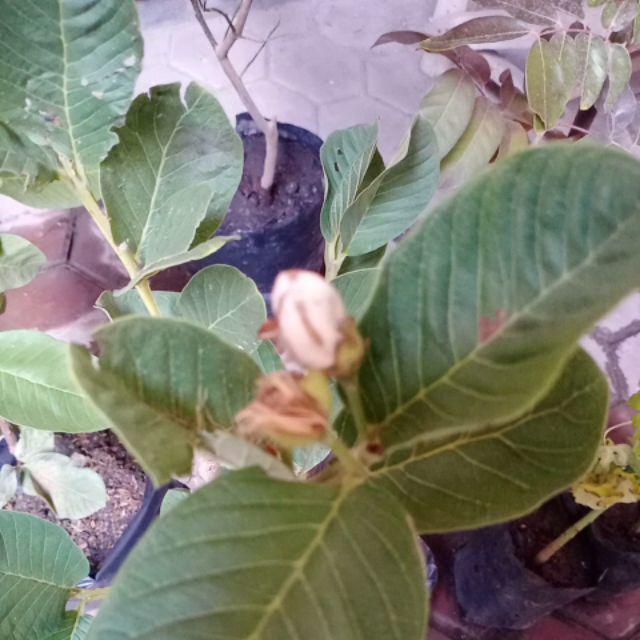 Bibit Jambu Kristal Merah