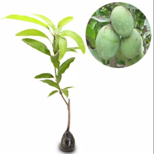 Bibit pohon mangga manalagi - tanaman pohon mangga