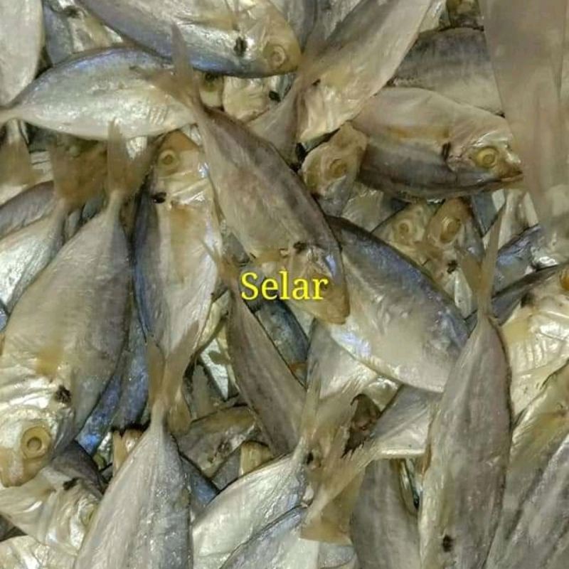 

IKAN_SELAR