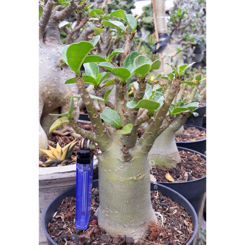 adenium karakter / adenium nsdd