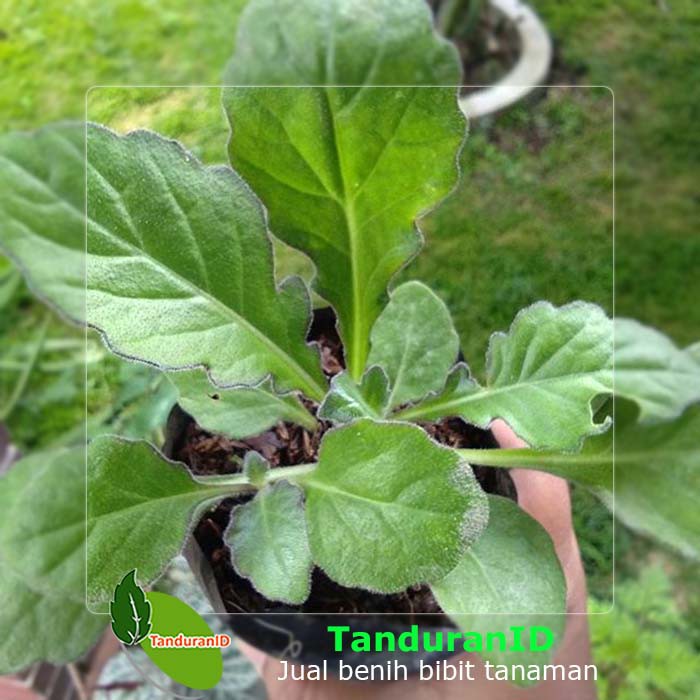 Jangan Lewatkan Gambar  Tanaman Obat Daun  Dewa  Paling 