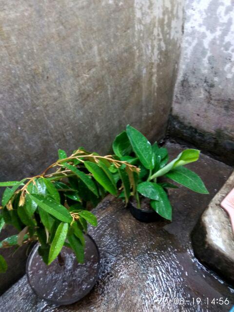 Bibit Durian Musangking Size (m)