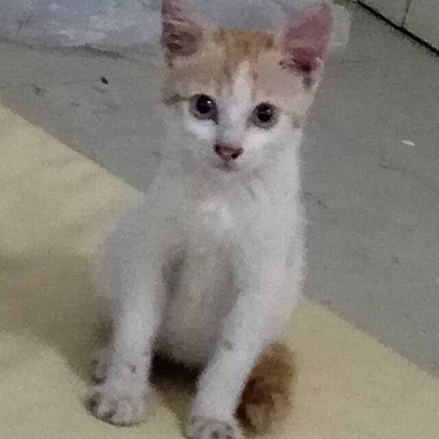cheezycute