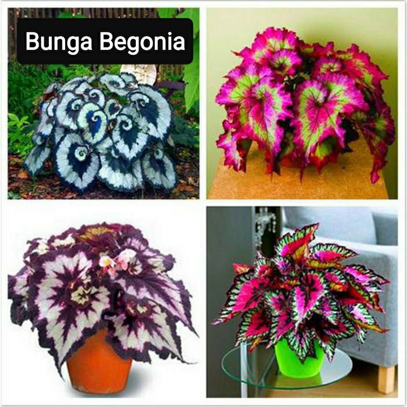 30 butir Bibit Benih bunga tanaman hias Begonia Mix colour