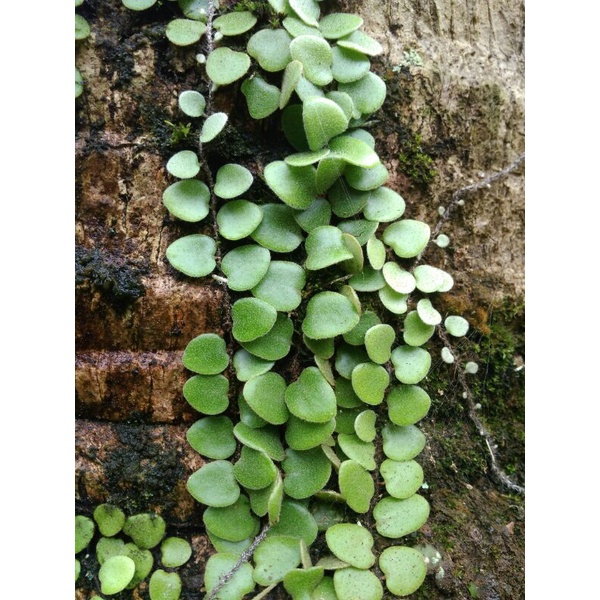 Daun Dollar segar obat herbal asam urat 100grm