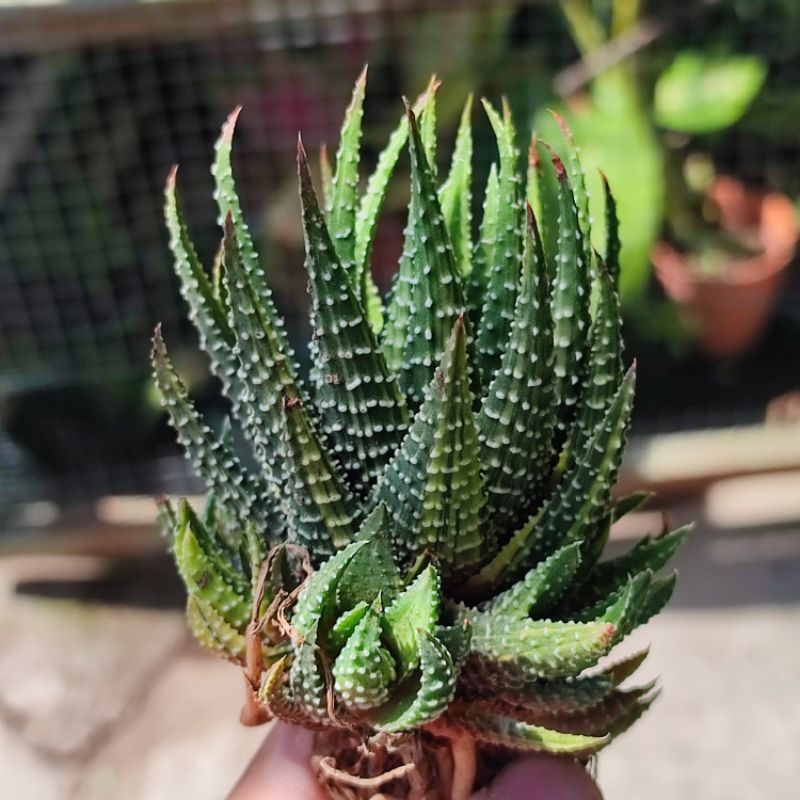 Sukulen Haworthia Pumila Variegata