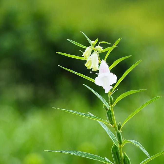 

Monggo] Biji Wijen Hitam (For Growing)