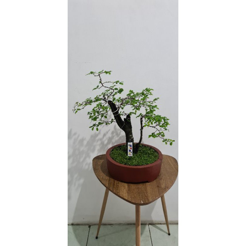 bonsai mustam