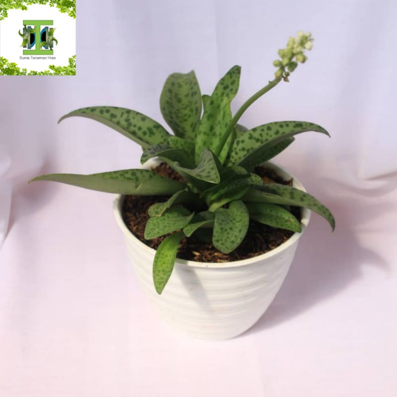 TANAMAN HIAS LIDAH KATAK / POHON LIDAH KATAK