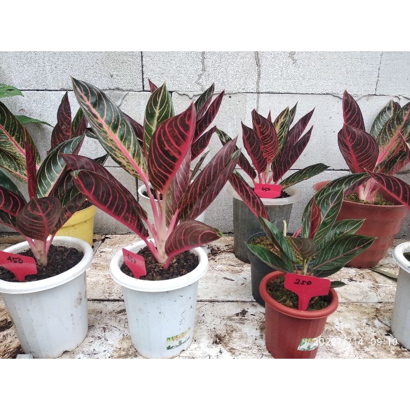 AGLONEMA RED SUMATRA  indukan