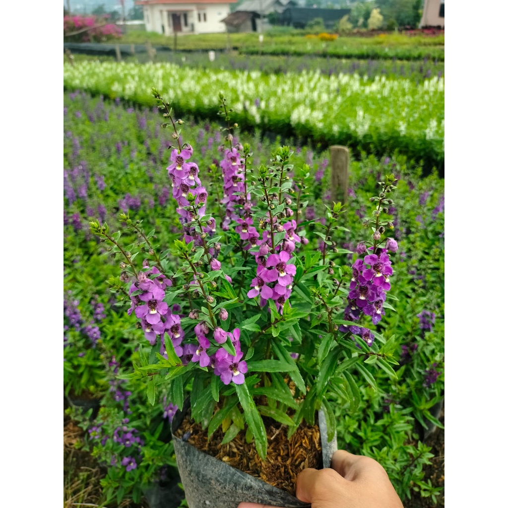 Tanaman Hias Lavender Pengusir Nyamuk - Angelonia - Sudah Berbunga - Aneka Warna